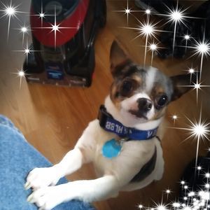 Meet your Posher, Leon